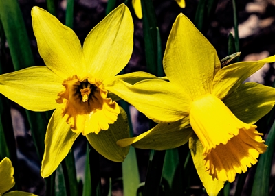 20210308_narzissen_DSC07733_400er2