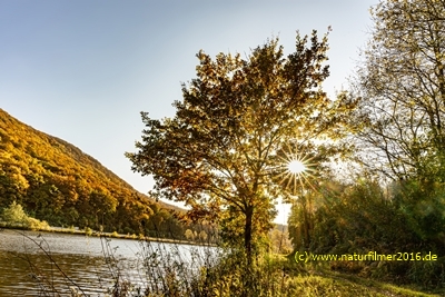 20211029_Saar_hamm_herbst_sonne_EL1